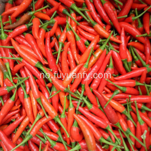 Hotsale Spicy Chaotian Chili